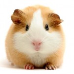 guinea_pig