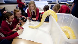 Sunshine - Albino Burmese Pythonsnake Found throughout South East Asia. Mainly rainforest dwellers, good swimmers can stay submerged for half an hour.