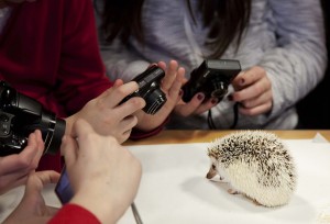 Archie - African Pygmy Hedgehog He is a very shy little guy but is great fun once he comes around. Loves nothing more than chasing worms!