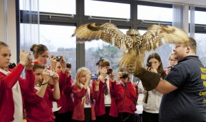 Swoosh - Bengal Eagle Owl Our second year with Swoosh and we are sure he will be as popular this year as last.